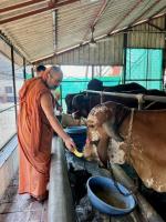 Jalabhisheka and Pujana at Karla Durga Parameshwari Temple (8 June 2024) 