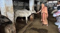 Shri Dungargarh - HH Swamiji's visit to Shri Gopal Gaushala (22 Feb 2023)