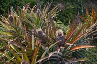 Vanabhoja at Karkala (14 Feb 2026) Pictures Courtesy of Shri Dinesh Karkal