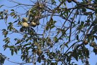 Vanabhoja at Karkala (14 Feb 2026) Pictures Courtesy of Shri Dinesh Karkal