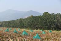 Vanabhoja at Karkala (14 Feb 2026) Pictures Courtesy of Shri Dinesh Karkal