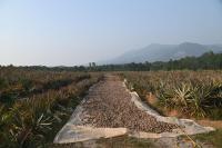 Vanabhoja at Karkala (14 Feb 2026) Pictures Courtesy of Shri Dinesh Karkal