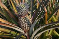 Vanabhoja at Karkala (14 Feb 2026) Pictures Courtesy of Shri Dinesh Karkal