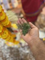 Shami Puja; Picture Courtesy Shri Jnanesh Hattangadi